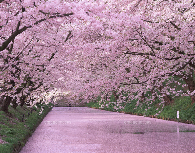 桜色　美容室　新宿